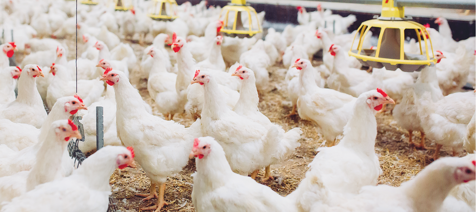 Poultry facility using evaporative cooling for heat management