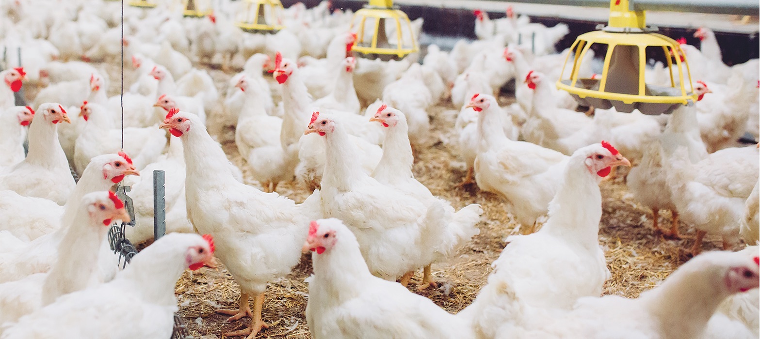 Poultry facility using evaporative cooling
