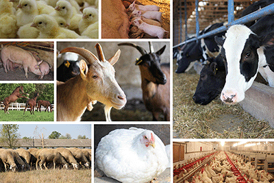 Livestock